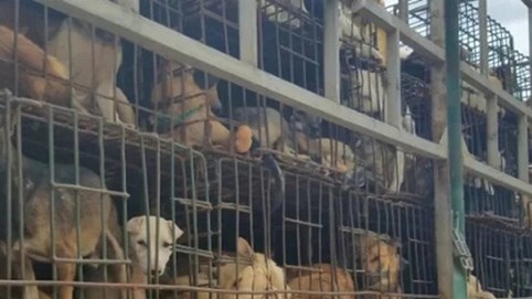 TP HCM kêu gọi người dân không ăn thịt chó