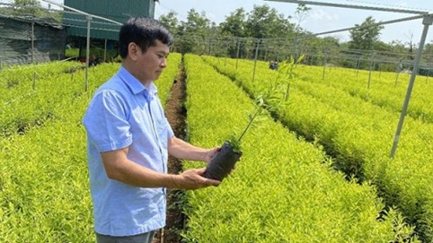 Kỳ lạ sức sống loài cây được kỳ vọng cứu Tây Nguyên