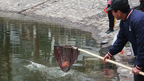 Nóng 24h qua: Cá chép “đưa ông Táo về trời” vừa được thả đã bị vớt