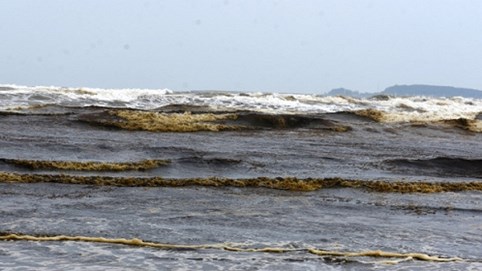 Nóng 24h qua: Lộ diện thủ phạm khiến nước biển đổi màu ở Quảng Ngãi