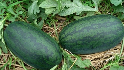 Quảng Ngãi: Phát thư ngỏ kêu gọi hỗ trợ 