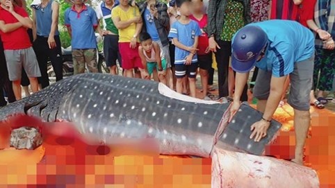 Nóng 24h qua: Thực hư thông tin ngư dân Sầm Sơn xẻ thịt cá voi nhám quý hiếm nặng gần 1 tấn