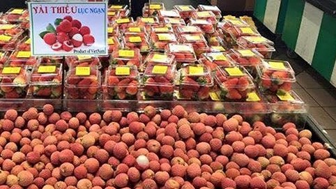 4 tấn vải thiều Việt tiếp tục lấp kín siêu thị Nhật, hộp 10 quả bán giá 125.000 đồng