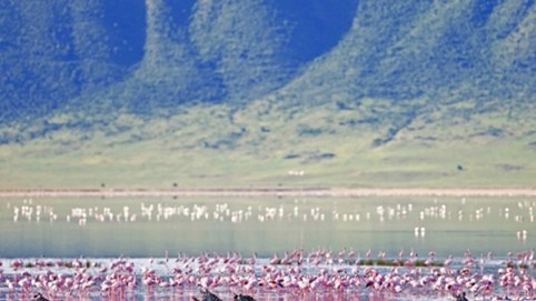 Đến Tanzania trải nghiệm được đánh thức bằng âm thanh rộn rã từ bước chạy của linh dương