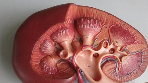 Nên giữ mồm giữ miệng, đừng mắc sai lầm này khi ăn kẻo suy thận