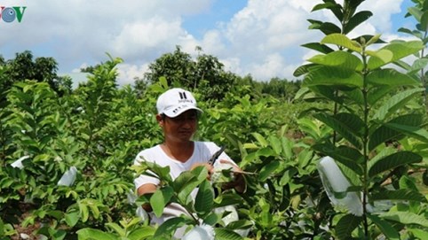 Trồng ổi trên đất trũng, phèn cho thu nhập hơn 1 tỷ đồng mỗi năm