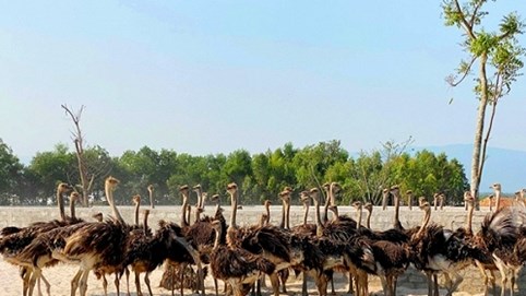 Quảng Bình: Tuyệt chiêu nuôi đà điểu trên cát nóng lãi 3 tỷ/năm