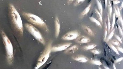 Đình chỉ hoạt động 4 cơ sở sản xuất vì liên quan tới việc cá chết trên Sông Mã