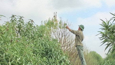 Trước tết gần 2 tháng, lượng khách tới đặt đào tăng mạnh