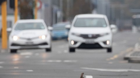 Đại dịch Covid-19: Con người bị cách ly, động vật bỗng 