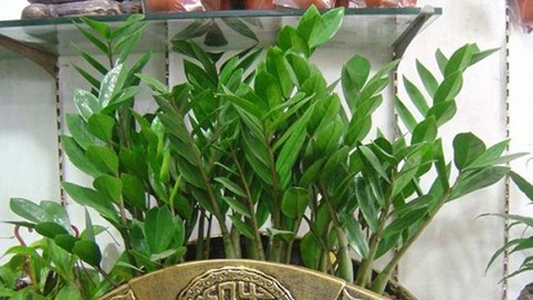 Trồng ngay 8 loại cây cảnh phong thủy này để “hút” tài lộc trong dịp đầu năm mới