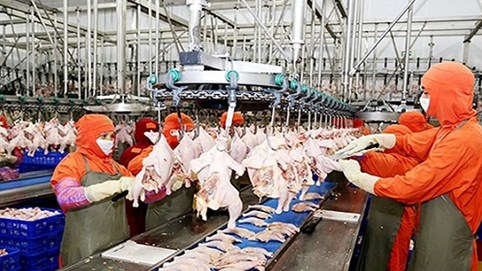 Ngành chăn nuôi bị nước ngoài “nuốt chửng”?