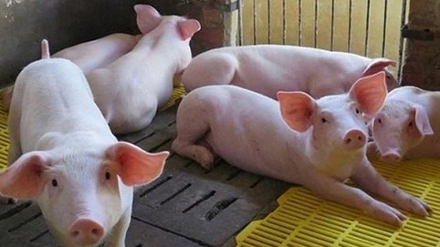 Từ 1/1/2020: Không được làm vật nuôi đau đớn, sợ hãi