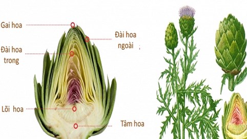 Atiso gắn liền với xu hướng sống xanh
