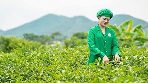 Tâm Trà Thái: Doanh nghiệp bảo tồn phát triển giống trà cổ trên vùng đất Tân Cương