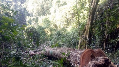 Bắc Kạn: Tỉnh vừa chỉ đạo sát sao, vườn Quốc gia Ba Bể lại thêm một cây gỗ quý bị chặt hạ