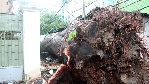 Bão Usagi quét qua Vũng Tàu, nhiều cây bật gốc