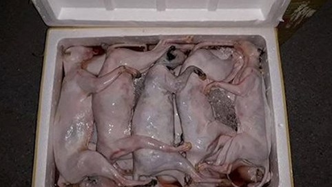 Kinh hãi phát hiện hơn 1 tấn thịt mèo đông lạnh không rõ nguồn gốc trên xe khách