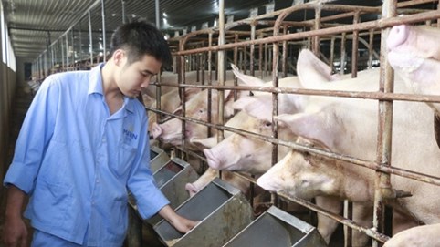 Heo Thái tràn về, giá heo hơi vẫn tiến sát 100.000 đồng/kg