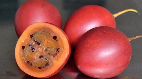 Cà chua độc lạ giá 1 triệu đồng/kg một thời giờ ra sao?