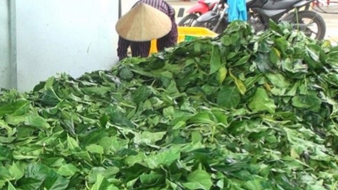 Cà Mau kiểm tra thương lái mua cá lìm kìm gai và lá nhàu bất thường