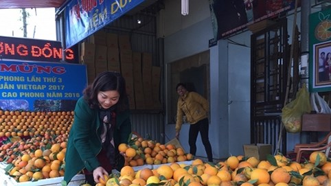 Hòa Bình:  Thương hiệu cam Cao Phong tạo nên giá ổn định cho thị trường