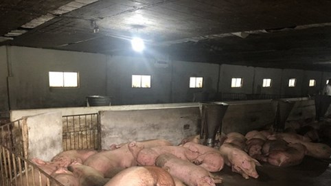 Lô 500 con heo thịt nhập từ Thái đã về đến Đồng Nai