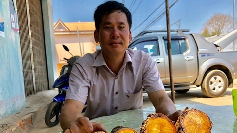 “Vườn cây có lõi đầu tiên” và hành trình lên Tây Nguyên của cây đàn hương