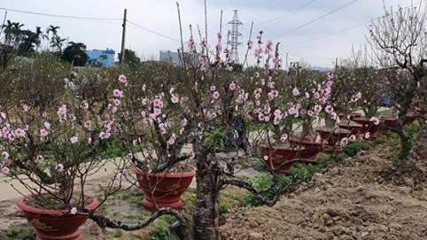 Đào tết bung nở sớm, người làng hoa khóc ròng