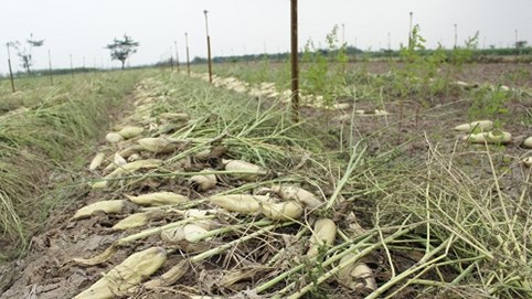 Dân Thủ đô khóc ròng vì củ cải thành 