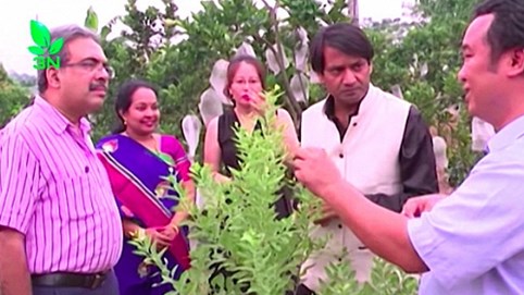 Đáng chú ý: Việt Nam trồng khảo nghiệm thành công giống cây đàn hương quý hiếm