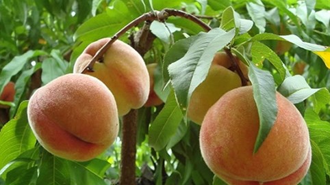 Đào tiên 'Tôn Ngộ Không' xách tay giá cao gấp 5 lần hàng chợ