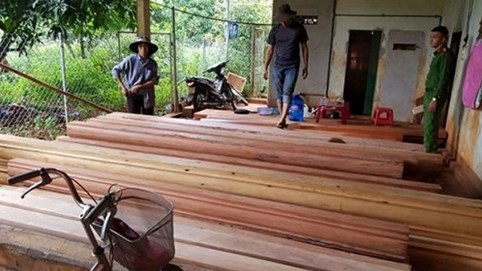 Phát hiện nhiều điểm tập kết hàng trăm m3 gỗ lậu