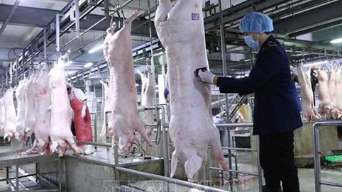 Đề nghị các doanh nghiệp chăn nuôi giảm giá lợn xuống dưới 75.000 đồng/kg