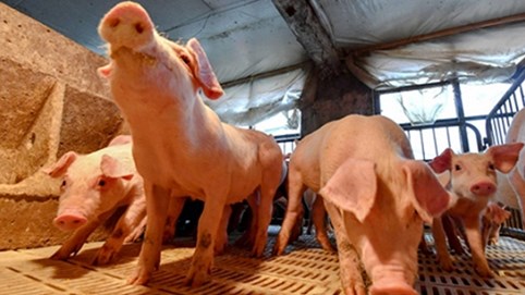 Đề nghị cấm nhập khẩu thịt heo từ các nước có dịch tả