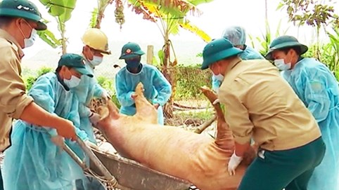 Dịch tả lợn châu Phi lan ra 9 tỉnh
