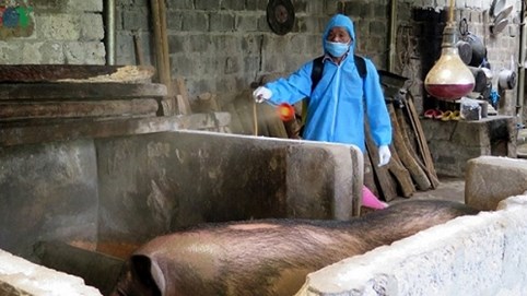 Dịch tả lợn châu Phi trở lại, nông dân Lai Châu trắng tay khi tái đàn