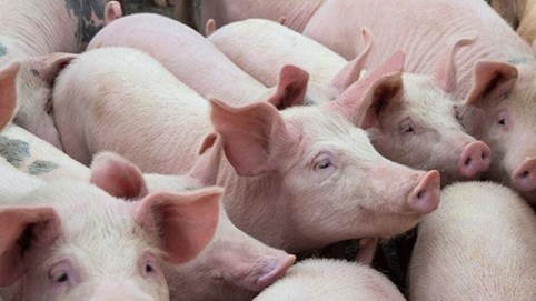 Dự kiến nhập 10.000 lợn ông bà cụ kỵ về Việt Nam để tái đàn