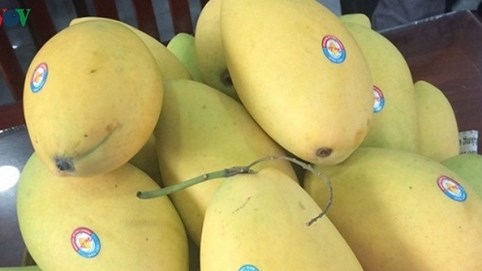 Đưa trái cây đặc sản xoài cát Hòa Lộc xuất sang Hàn Quốc