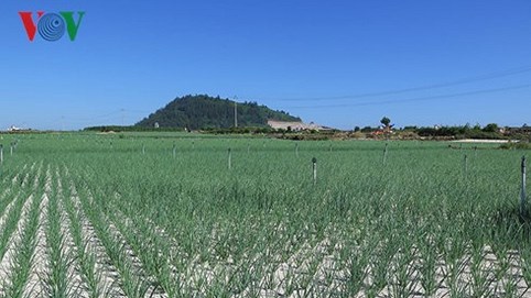 Sốt chuyển nhượng đất nông nghiệp ở Lý Sơn