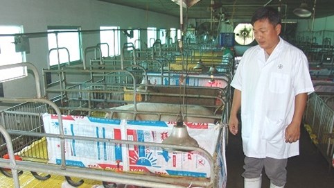 Giá heo hơi 18/4: 92.000 đồng/kg, trại giống găm hàng