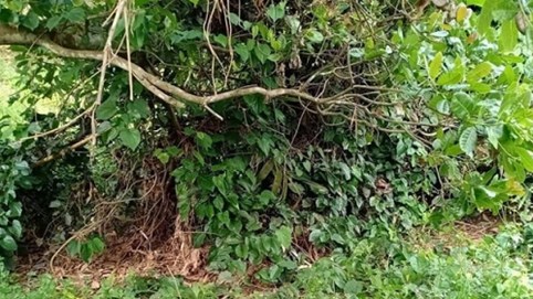 Phát hiện bộ xương người không đầu tại Bình Phước