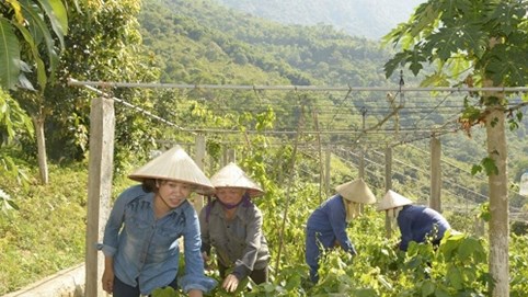 Bỏ phố lên rừng xây dựng thương hiệu thực phẩm sạch