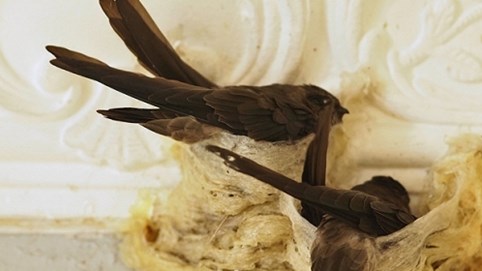 Nuôi chim yến có phải lập kế hoạch bảo vệ môi trường?