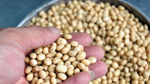 Công dụng của hạt đậu tương và đậu nành