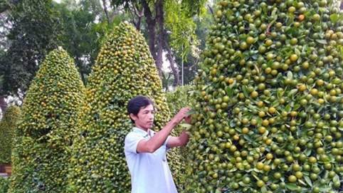 Mẹo chọn quất, mai, đào hợp phong thủy ngày tết