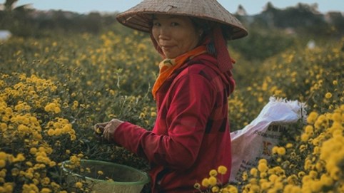 Tìm về làng trồng dược liệu “tiến vua” nức tiếng