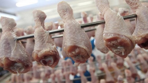 Gần 88.000 tấn thịt gà giá rẻ về Việt Nam