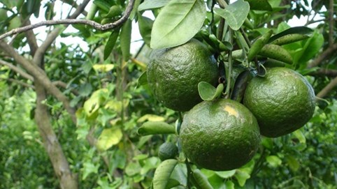 Giá cam sành liên tiếp sụt giảm, người trồng lỗ nặng