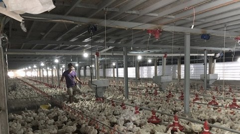 Giá gà rớt thê thảm 11.000 đồng/kg